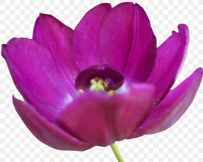 Tulip Flower, PNG, 900x721px, Tulip, Digital Media, Display Resolution, Flower, Flowering Plant Download Free