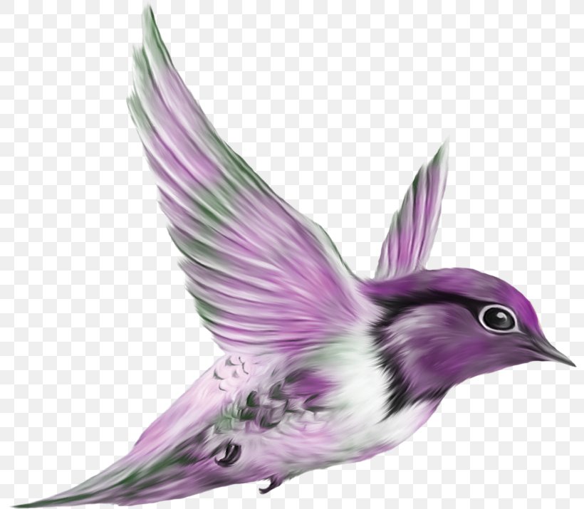 Bird Animal Clip Art, PNG, 800x715px, Bird, Animal, Beak, Fauna, Feather Download Free