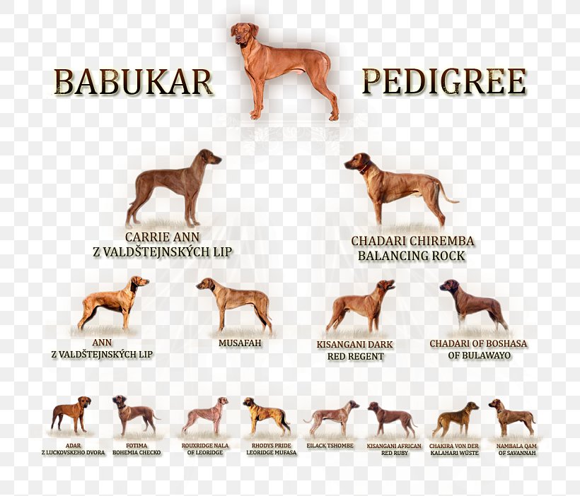 Dog Breed Sporting Group Font, PNG, 733x702px, Dog Breed, Breed, Carnivoran, Dog, Dog Like Mammal Download Free