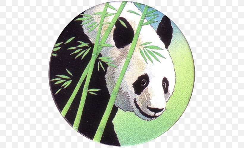 Giant Panda Snout, PNG, 500x500px, Giant Panda, Bear, Carnivoran, Fauna, Snout Download Free