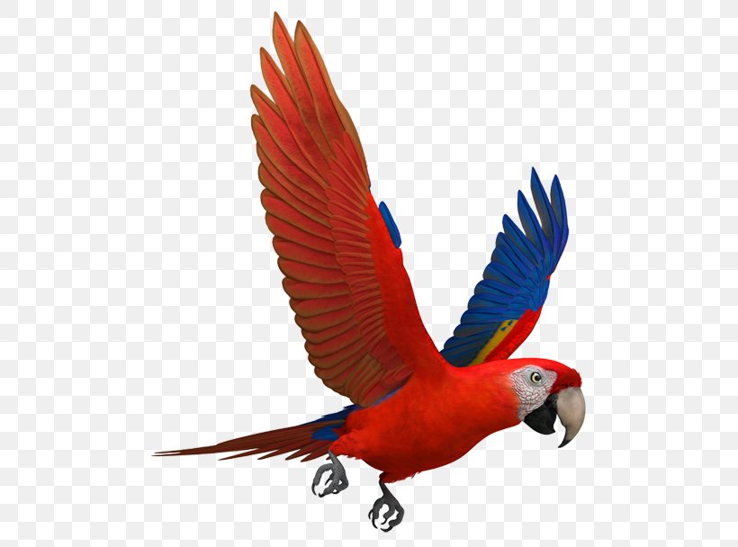Scarlet Macaw Parrots Blue-and-yellow Macaw, PNG, 777x608px, Macaw, Beak, Bird, Blueandyellow Macaw, Common Pet Parakeet Download Free