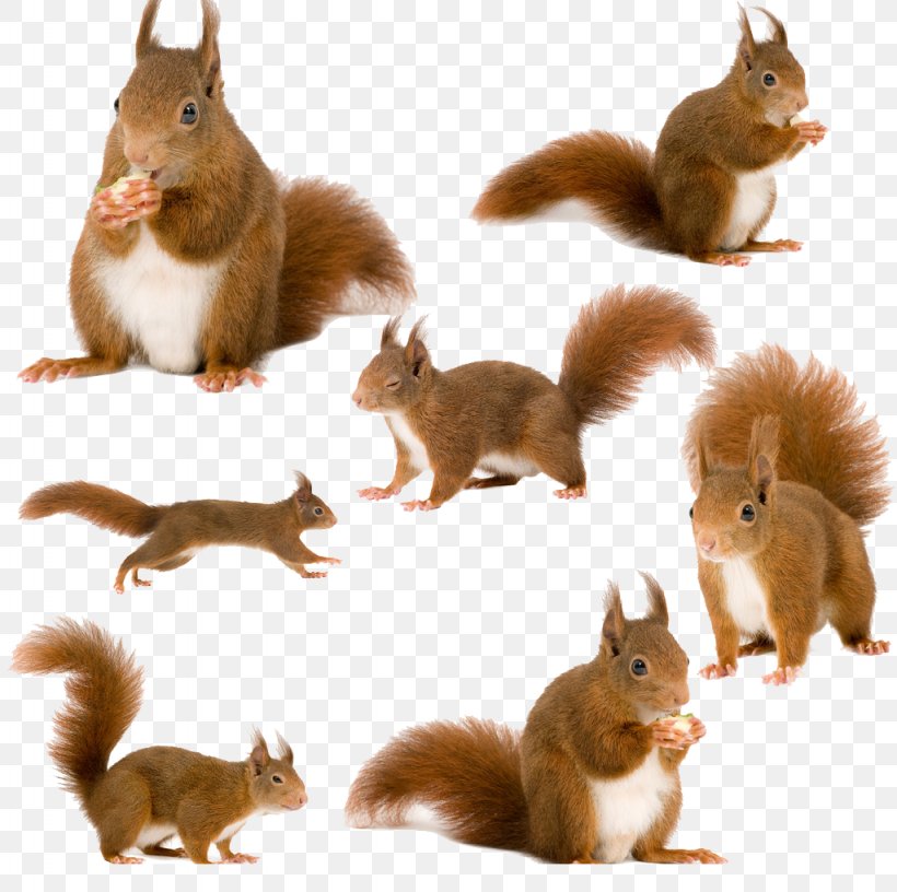 Tree Squirrels Red Squirrel Animal, PNG, 1024x1020px, Tree Squirrels, Animal, Drawing, Fauna, Film Download Free