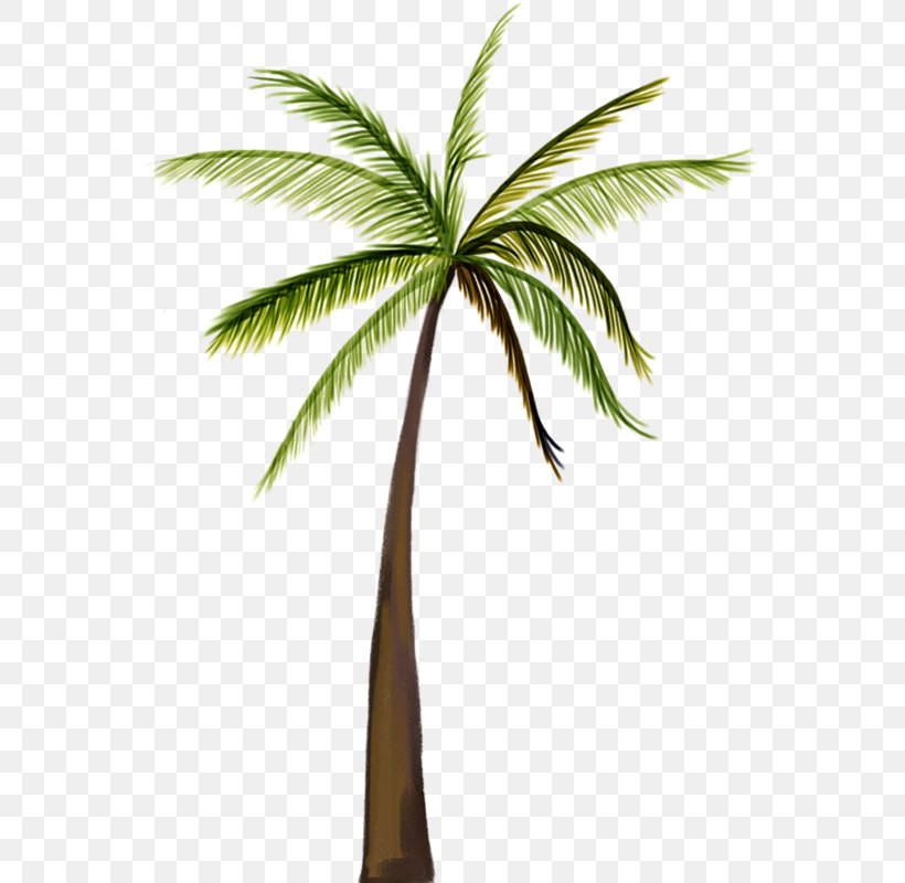 Asian Palmyra Palm Coconut Tree, PNG, 560x800px, Asian Palmyra Palm, Arecales, Borassus Flabellifer, Branch, Coconut Download Free