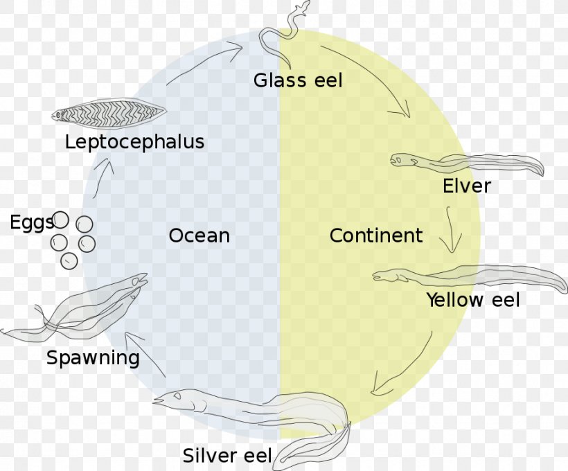 Eel Life History Biological Life Cycle Leptocephalus European Eel, PNG, 925x768px, Eel, American Eel, Biological Life Cycle, Diagram, European Eel Download Free