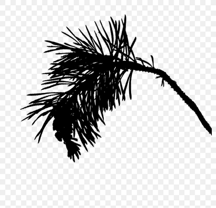 Palm Tree Background, PNG, 789x789px, Palm Trees, Blackandwhite, Branch, Pine, Pine Family Download Free