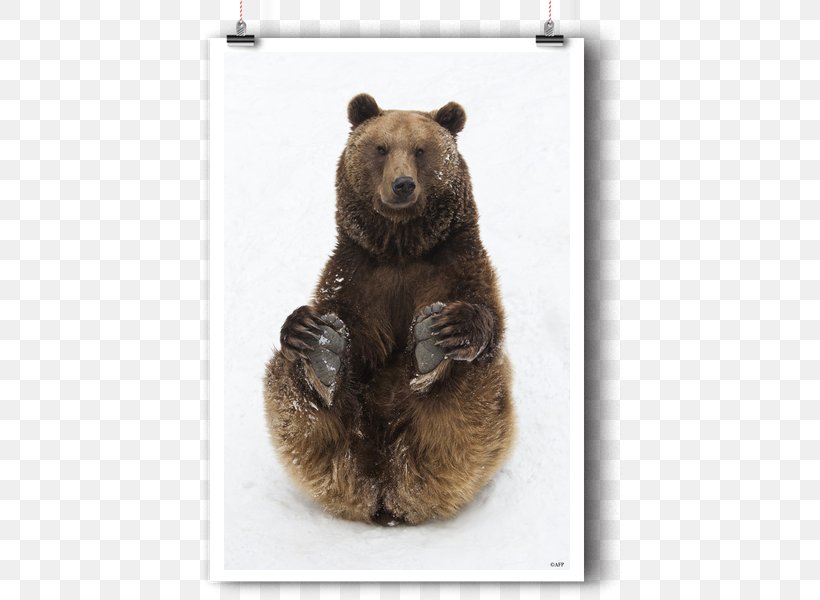 Poster Illustrator, PNG, 750x600px, Poster, Art, Artist, Bear, Brown Bear Download Free