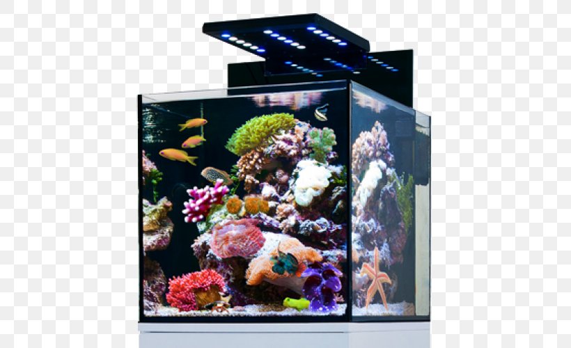 Red Sea Reef Aquarium Nano Aquarium Siamese Fighting Fish, PNG, 500x500px, Red Sea, Aquarium, Aquarium Decor, Aquarium Lighting, Coral Download Free
