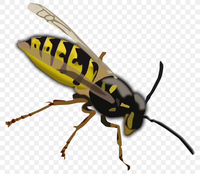 Bee Vespa Simillima Wasp Clip Art, PNG, 800x717px, Bee, Arthropod, Drawing, Fly, Free Content Download Free