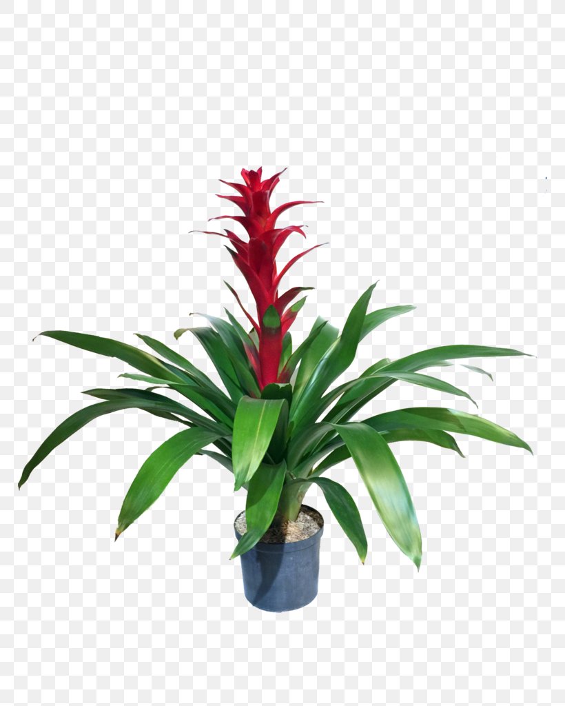 Bromelia Houseplant Aechmea Staghorn Ferns, PNG, 768x1024px, Bromelia, Aechmea, Aechmea Fasciata, Bromeliaceae, Bromeliads Download Free