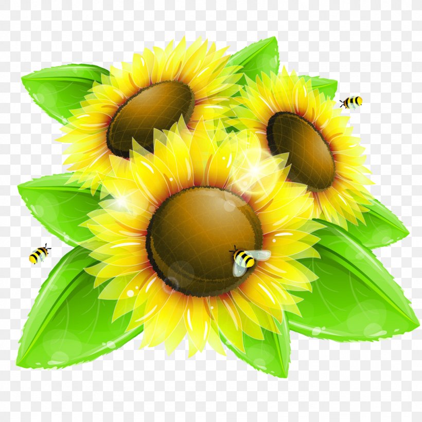 Common Sunflower Drawing Euclidean Vector Illustration, PNG, 1024x1024px, Common Sunflower, Art, Color, Cut Flowers, Daisy Family Download Free