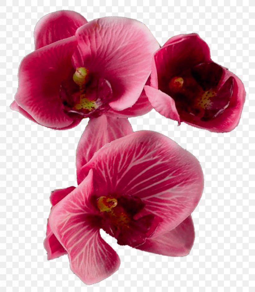 Cut Flowers, PNG, 836x956px, Flower, Cut Flowers, Floral Design, Floristry, Flowering Plant Download Free