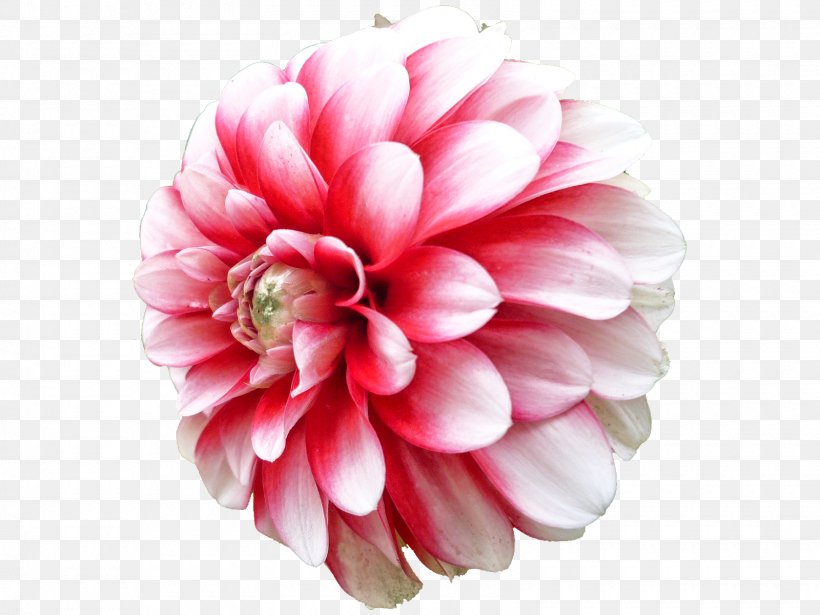 Dahlia Flower Clip Art, PNG, 1600x1200px, Dahlia, Alpha Compositing, Channel, Color, Cut Flowers Download Free