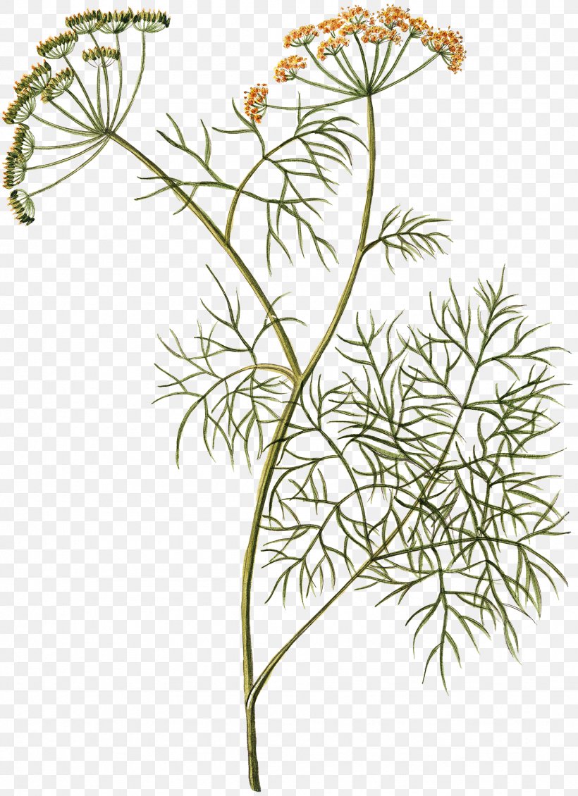 Dill Herb Plant Cow Parsley Fennel, PNG, 1741x2400px, Dill, Anise, Branch, Cow Parsley, Cut Flowers Download Free