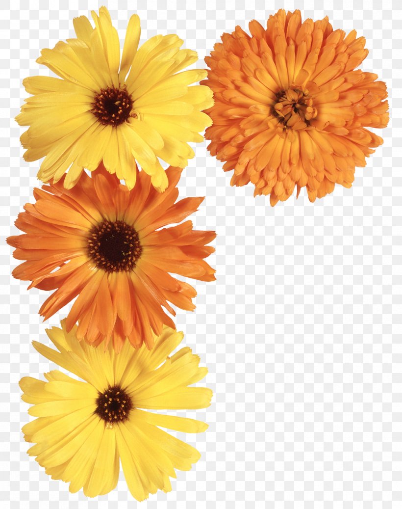 Flower Pot Marigold Daisy Family, PNG, 1012x1280px, Flower, Annual Plant, Calendula, Cut Flowers, Daisy Family Download Free