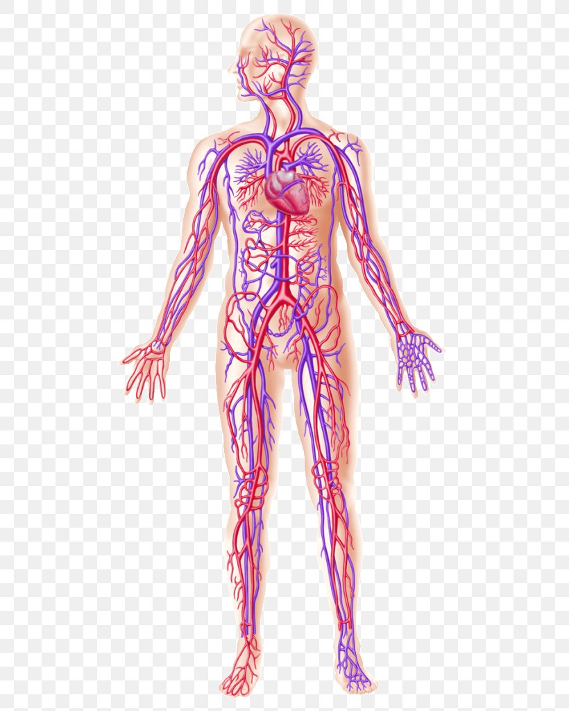 Human Body Human Anatomy Blood Vessel Circulatory System, PNG, 519x1024px, Watercolor, Cartoon, Flower, Frame, Heart Download Free