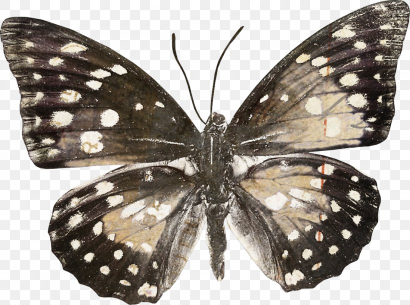 Monarch Butterfly Pieridae Gossamer-winged Butterflies Moth, PNG, 1098x818px, Monarch Butterfly, Arthropod, Brush Footed Butterfly, Brushfooted Butterflies, Butterflies And Moths Download Free