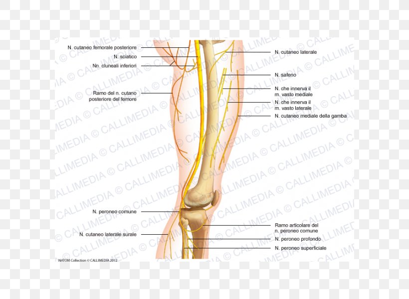 Thumb Common Peroneal Nerve Knee Femoral Nerve, PNG, 600x600px, Watercolor, Cartoon, Flower, Frame, Heart Download Free