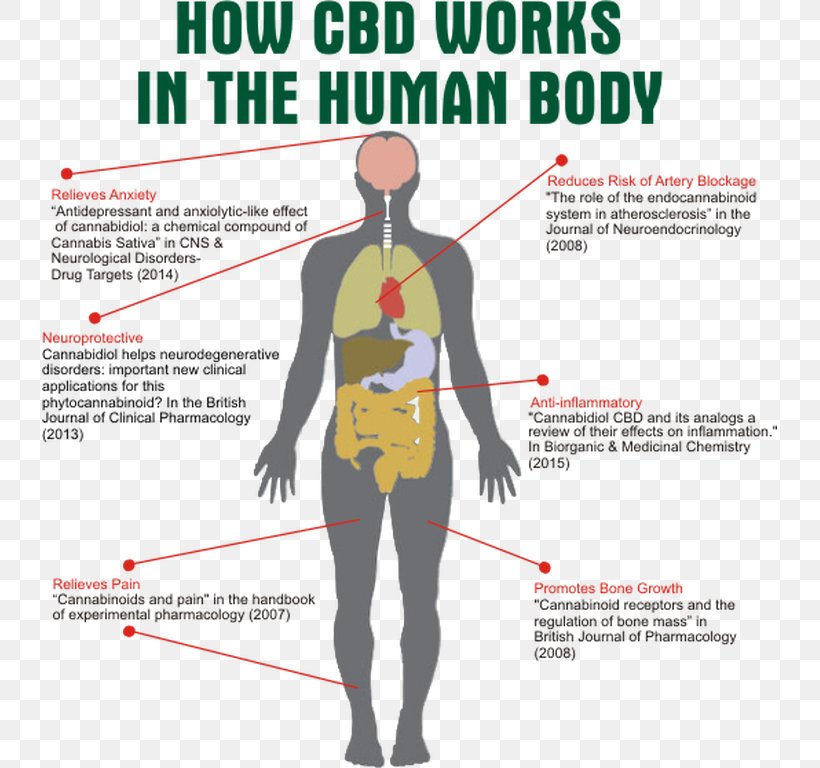 Cannabidiol Human Body Cannabinoid Receptor Endocannabinoid System, PNG, 735x768px, Watercolor, Cartoon, Flower, Frame, Heart Download Free