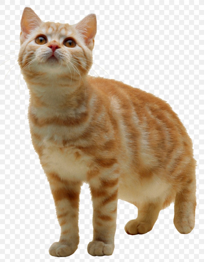 Cat Kitten Clip Art, PNG, 800x729px, American Shorthair, Aegean Cat, American Bobtail, American Wirehair, Animal Download Free