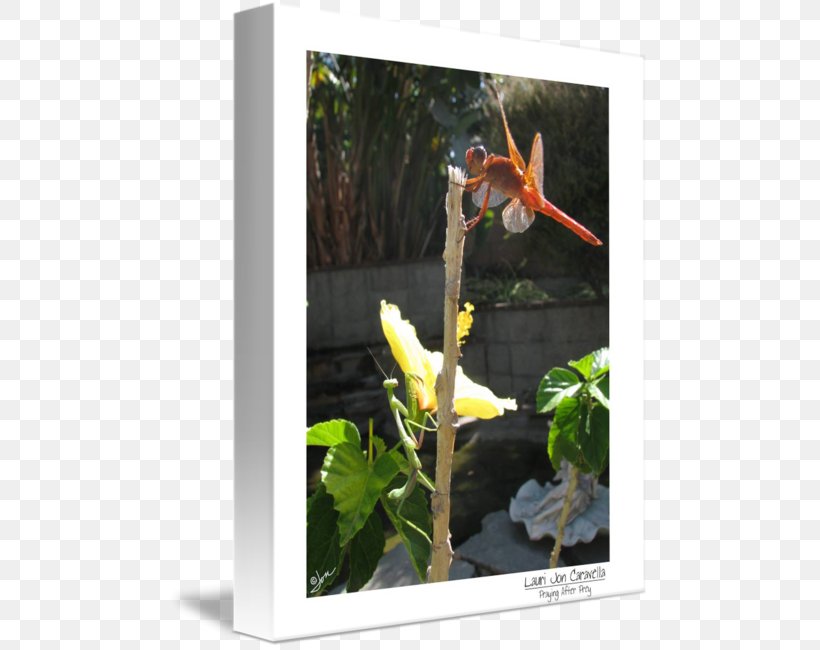 Flowering Plant Gallery Wrap Canvas Art, PNG, 480x650px, Flower, Art, Canvas, Flora, Flowering Plant Download Free