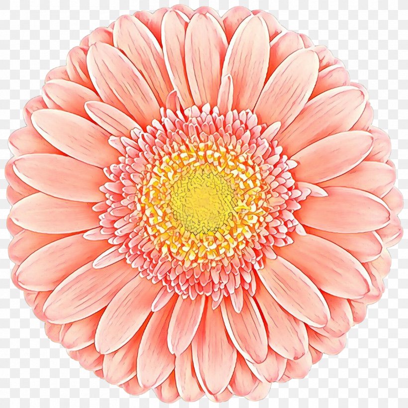 Flowers Background, PNG, 1772x1772px, Transvaal Daisy, Artificial Flower, Aster, Barberton Daisy, Chrysanthemum Download Free