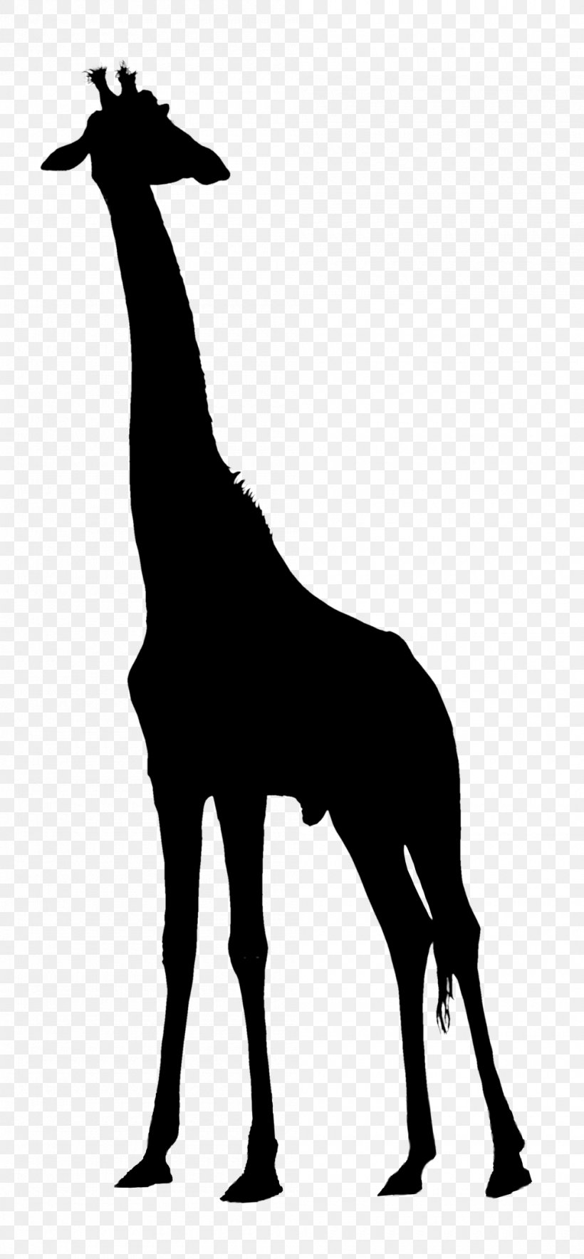 Giraffe Clip Art Vector Graphics Image Silhouette, PNG, 1000x2155px, Giraffe, Animal Figure, Blackandwhite, Drawing, Giraffidae Download Free