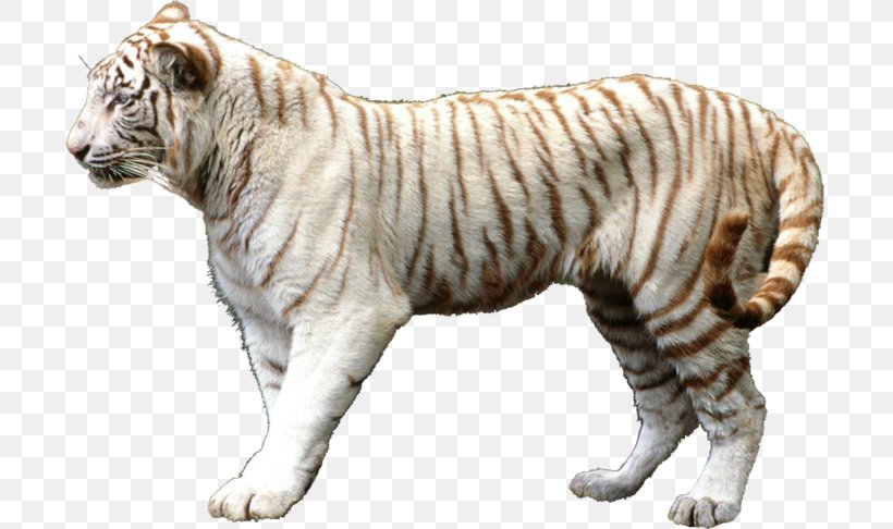 Lion Felidae Leopard Cat White Tiger, PNG, 700x486px, Lion, Animal, Animal Figure, Beaver, Bengal Tiger Download Free