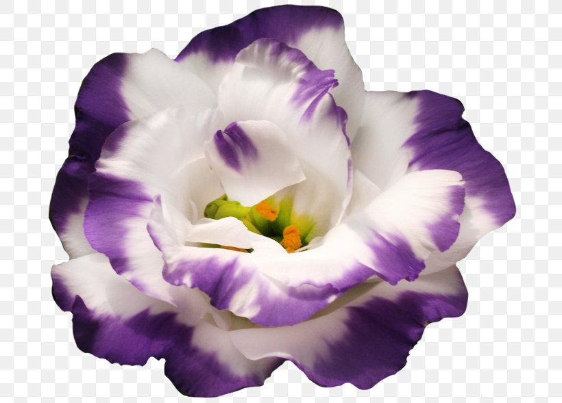 Prairie View A&M University Purple Flower Flora-Piter Jacket, PNG, 702x589px, 2018, 2019, Prairie View Am University, Education, Flower Download Free