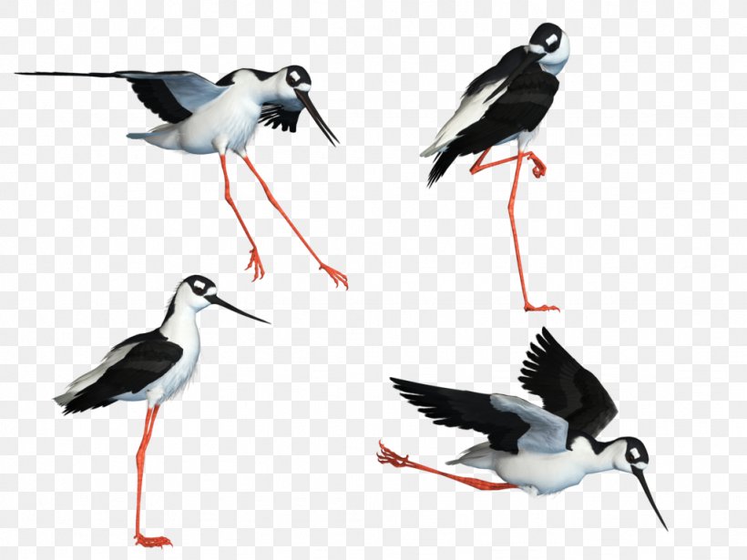 Bird Wader White Stork Stilt, PNG, 1024x768px, Bird, Art, Beak, Charadriiformes, Ciconiiformes Download Free