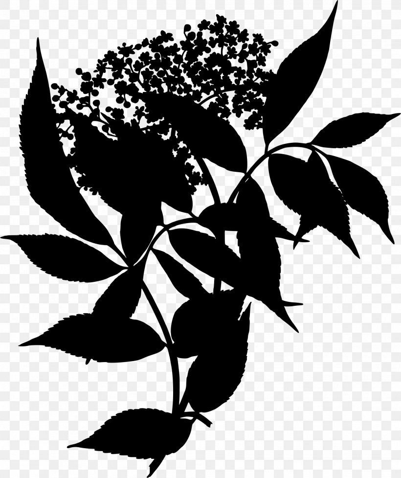 Elderflower Cordial Sambucus Canadensis Medicinal Plants, PNG, 2013x2400px, Elder, Black And White, Branch, Caprifoliaceae, Elderberry Download Free