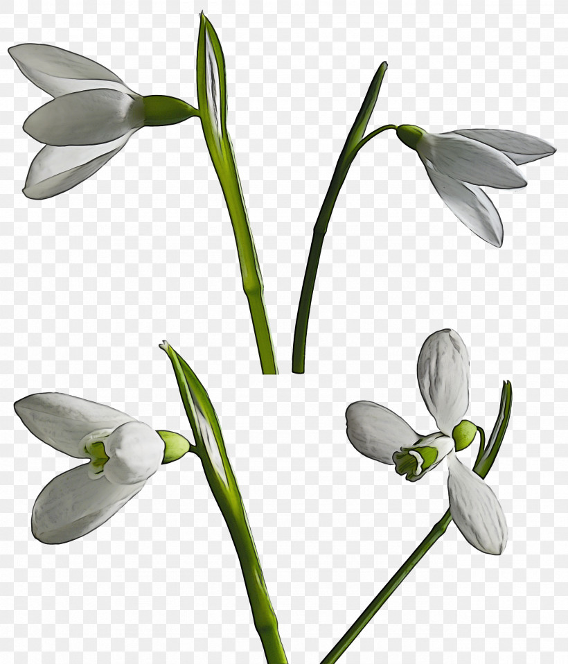 Flower Snowdrop Plant Galanthus Petal, PNG, 2567x3000px, Flower, Amaryllis Family, Galanthus, Pedicel, Petal Download Free
