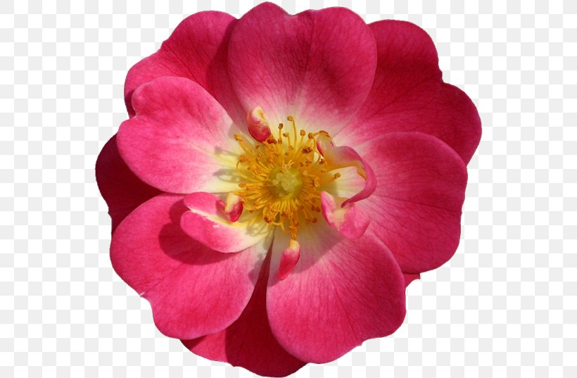 Image Nursery School Paulette Levy Android Application Package Rose Photograph, PNG, 552x537px, Rose, Android, Annual Plant, Floribunda, Flower Download Free