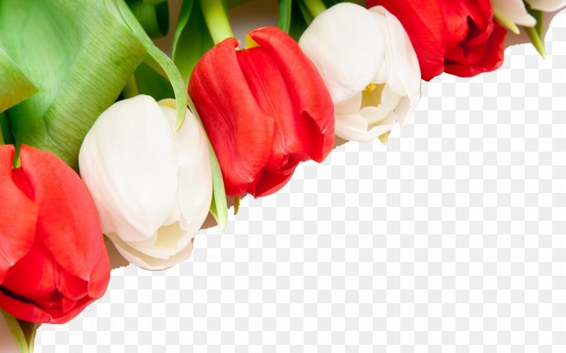 Indira Gandhi Memorial Tulip Garden Flower Wallpaper, PNG, 2559x1600px, Indira Gandhi Memorial Tulip Garden, Artificial Flower, Cut Flowers, Floral Design, Floristry Download Free