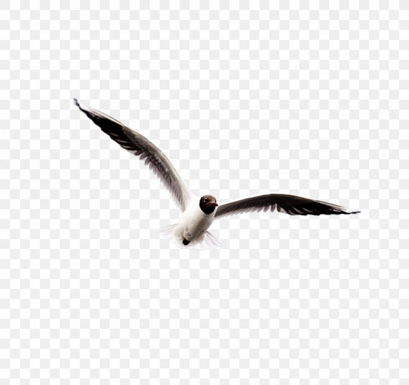 Ivory Gulls Bird Clip Art, PNG, 1024x966px, Ivory Gulls, Animation, Beak, Bird, Digital Image Download Free