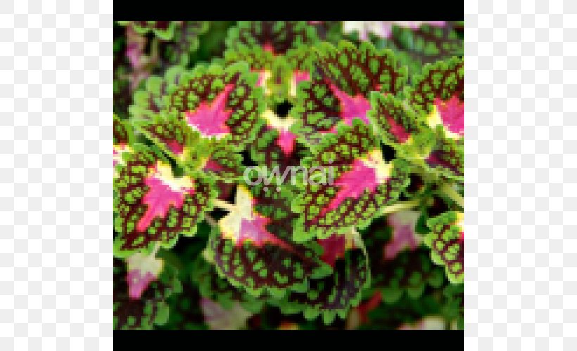 Coleus Solenostemon Plectranthus Scutellarioides Plant Leaf, PNG, 740x500px, Coleus, Annual Plant, Begonia, Container Garden, Flora Download Free