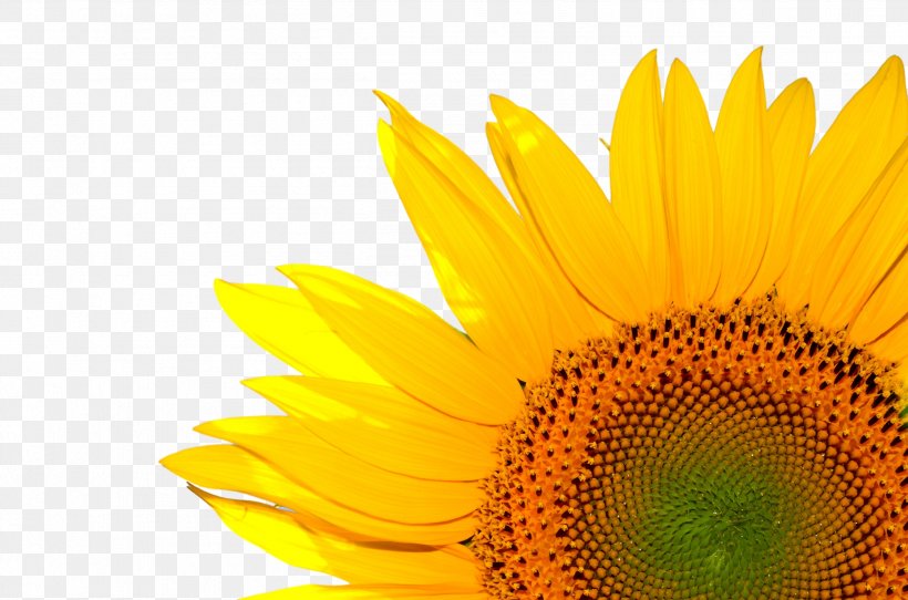 Common Sunflower Desktop Wallpaper Life Coach Sunflower Seed, PNG, 2517x1666px, Common Sunflower, Agriculture, Computer, Daisy Family, Flower Download Free