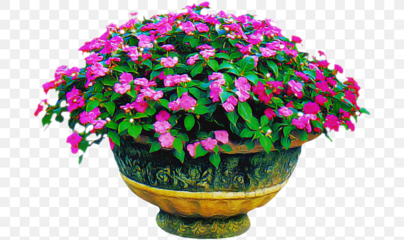 Flower Flowerpot Houseplant Annual Plant Shrub, PNG, 688x487px, Flower, Annual Plant, Biology, Flowerpot, Houseplant Download Free