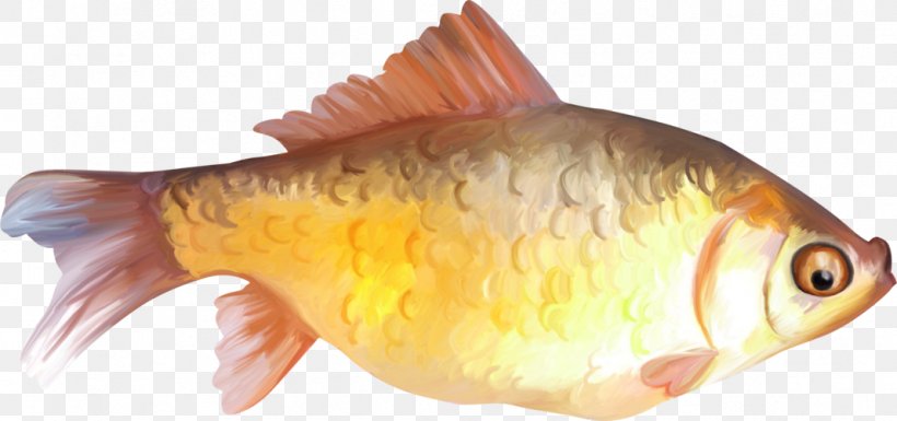 Goldfish Clip Art, PNG, 1067x502px, 3d Computer Graphics, Fish, Animal, Bony Fish, Common Rudd Download Free