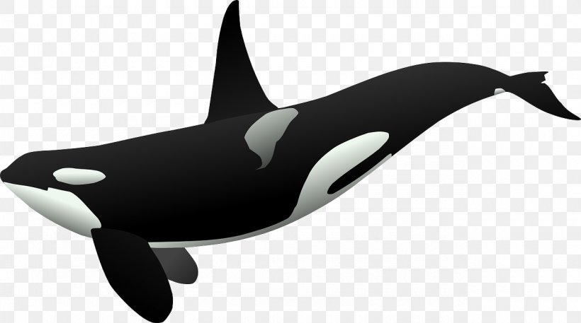 Killer Whale Clip Art, PNG, 1280x714px, Killer Whale, Blog, Dolphin, Free Content, Mammal Download Free
