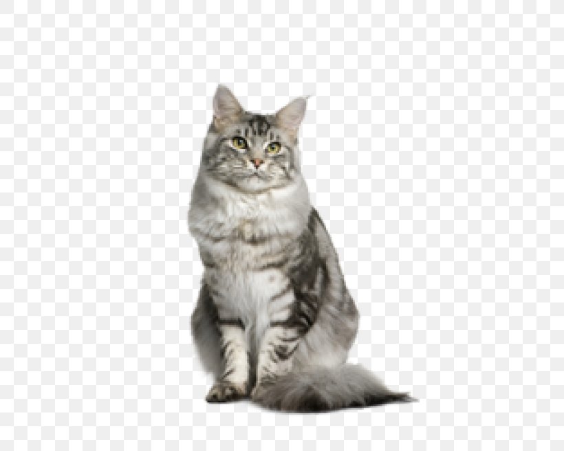 Maine Coon Sokoke Norwegian Forest Cat Cat Food Ragdoll, PNG, 400x656px, Maine Coon, American Wirehair, Asian, Asian Semi Longhair, Australian Mist Download Free