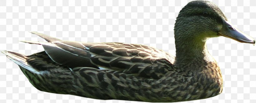 Mallard Goose Duck Texture Mapping Rhinoceros, PNG, 1005x406px, Mallard, Beak, Bird, Duck, Ducks Geese And Swans Download Free