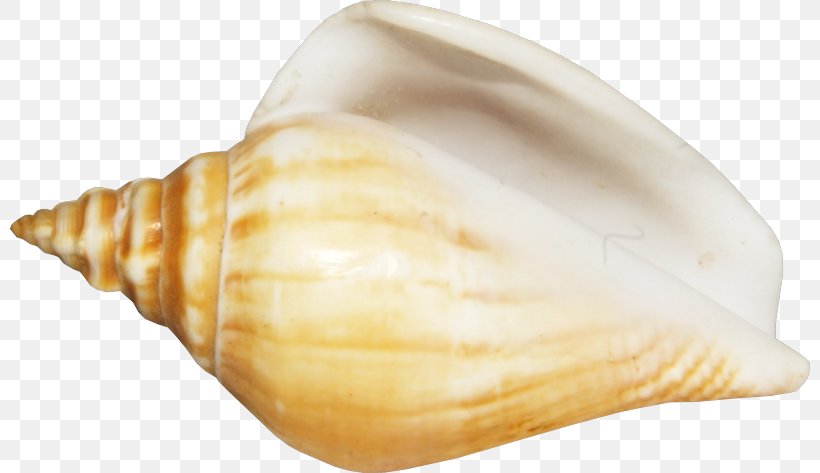 Seashell Conchology Shankha, PNG, 800x473px, Seashell, Clams Oysters Mussels And Scallops, Cockle, Conch, Conchology Download Free