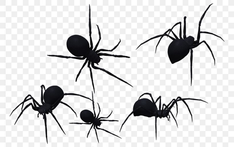 Spider-Man Southern Black Widow Redback Spider Clip Art, PNG, 2048x1290px, Spider, Ant, Arachnid, Art, Arthropod Download Free