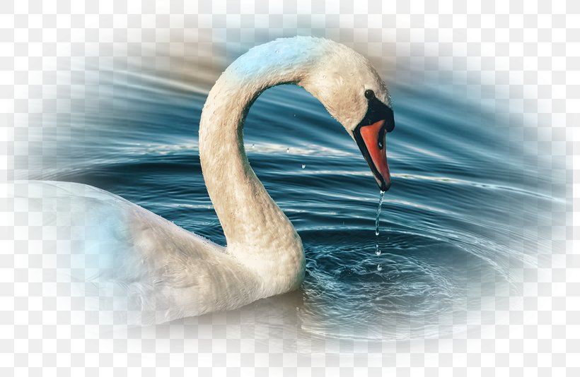 Water Bird Mute Swan Desktop Wallpaper Anatidae, PNG, 800x534px, Bird, Anatidae, Animal, Anseriformes, Beak Download Free