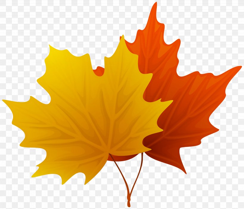 Canada Maple Leaf Clip Art, PNG, 6194x5314px, Canada, Autumn, Autumn Leaf Color, Flowering Plant, Free Content Download Free