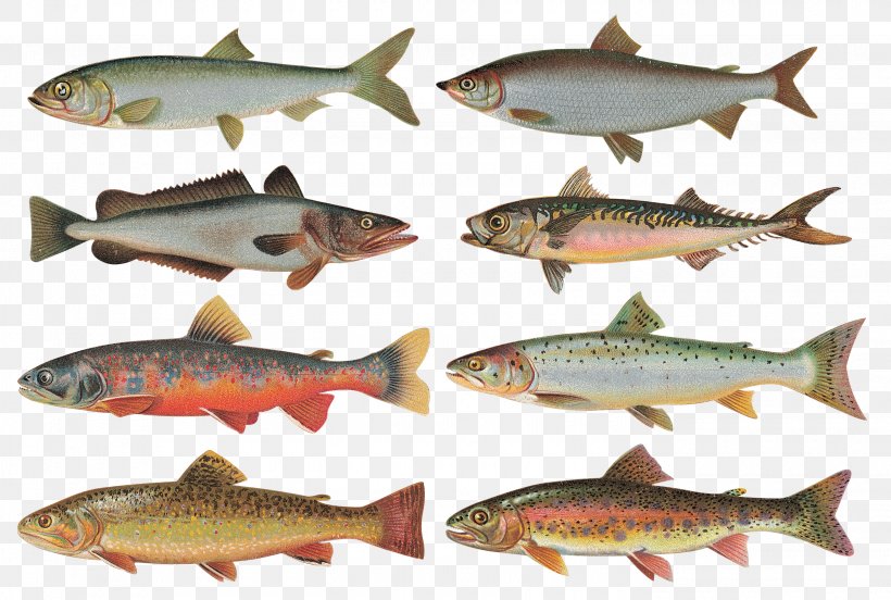 Fish Fototapeta Clip Art, PNG, 2800x1888px, Fish, Avatar, Bony Fish, Coho, Cutthroat Trout Download Free