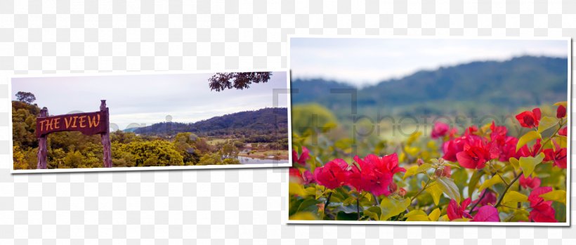 Landscape Tourism Wildflower Flowering Plant, PNG, 1257x536px, Landscape, Flora, Flower, Flowering Plant, Meadow Download Free