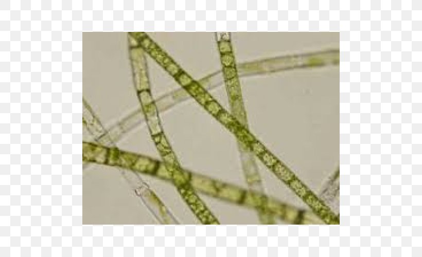 Oedogonium Microscope Slides Glass Oscillatoria, PNG, 500x500px, Microscope Slides, Chlorella, Glass, Grass, Microorganism Download Free