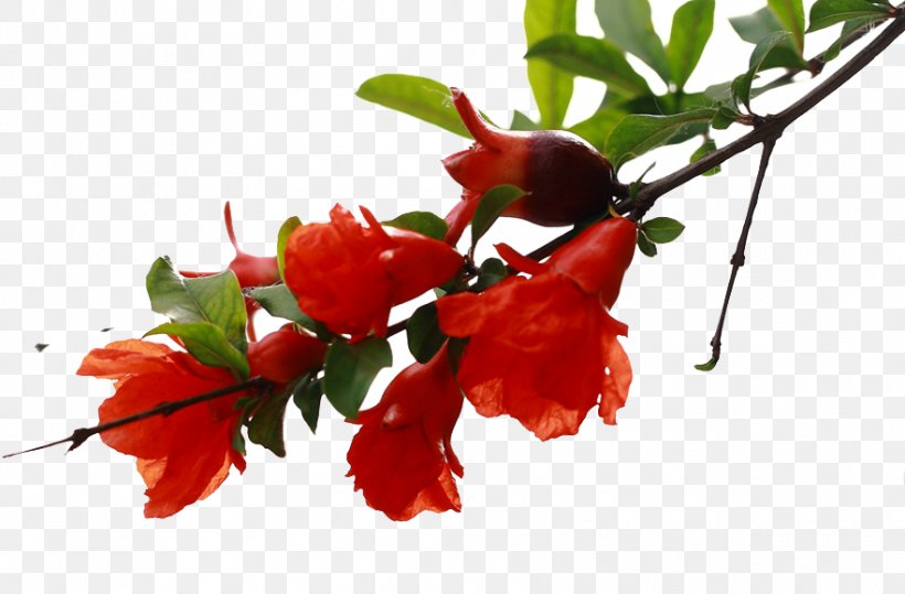 Pomegranate Flower Blossom Tree, PNG, 882x580px, Pomegranate, Auglis, Blossom, Branch, Cherry Blossom Download Free