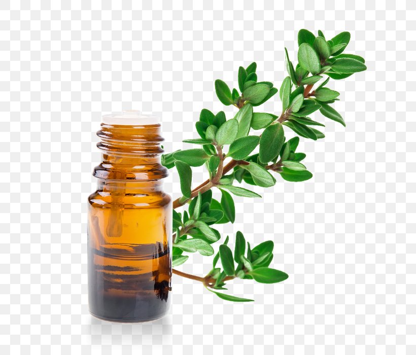 English Lavender Herb Essential Oil Monoi Oil, PNG, 700x700px, English Lavender, Aceite De Almendras Dulces, Essential Oil, Garden Thyme, Herb Download Free